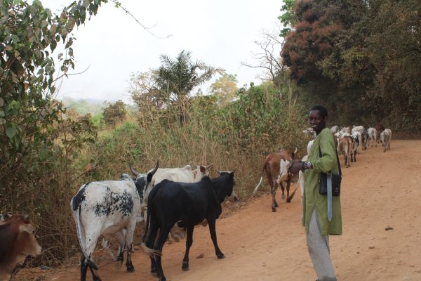 Transhumant Malien à Faranah en Guinée